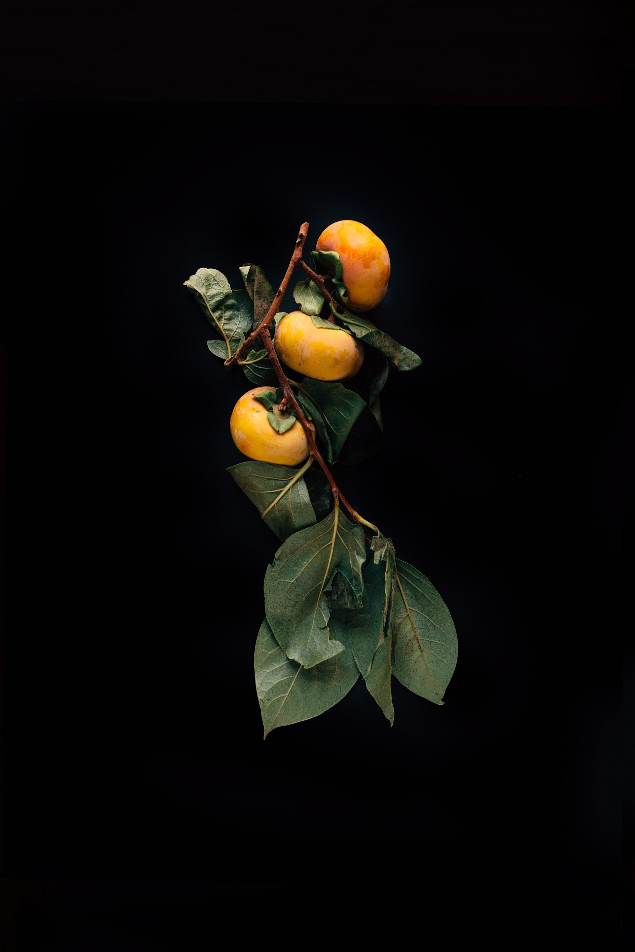 Erol, Cluster of Persimmons