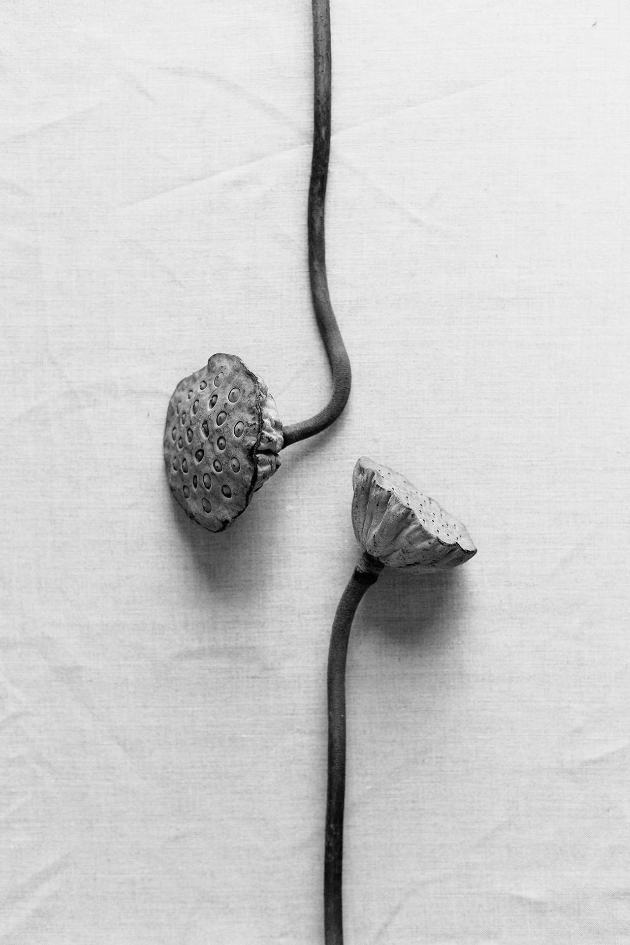 Lotus Pods Curved