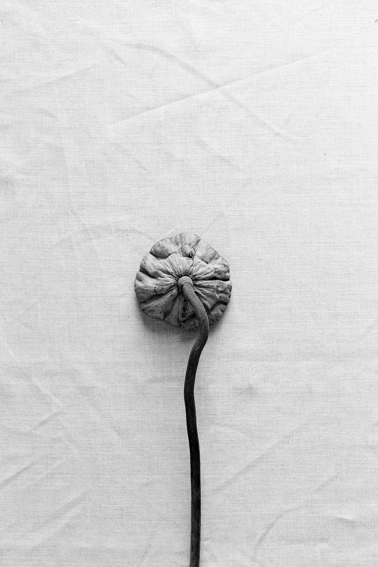Lotus Pod Single