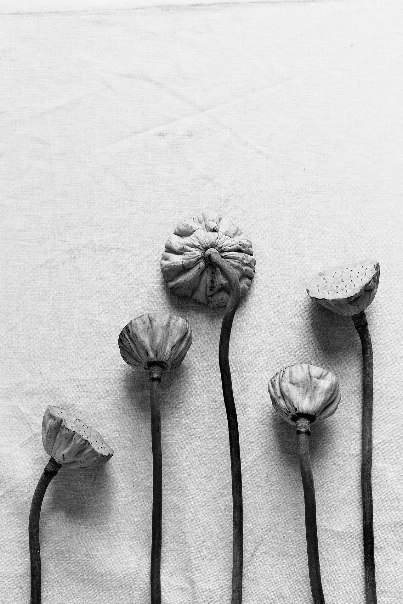 Family of Lotus Pods