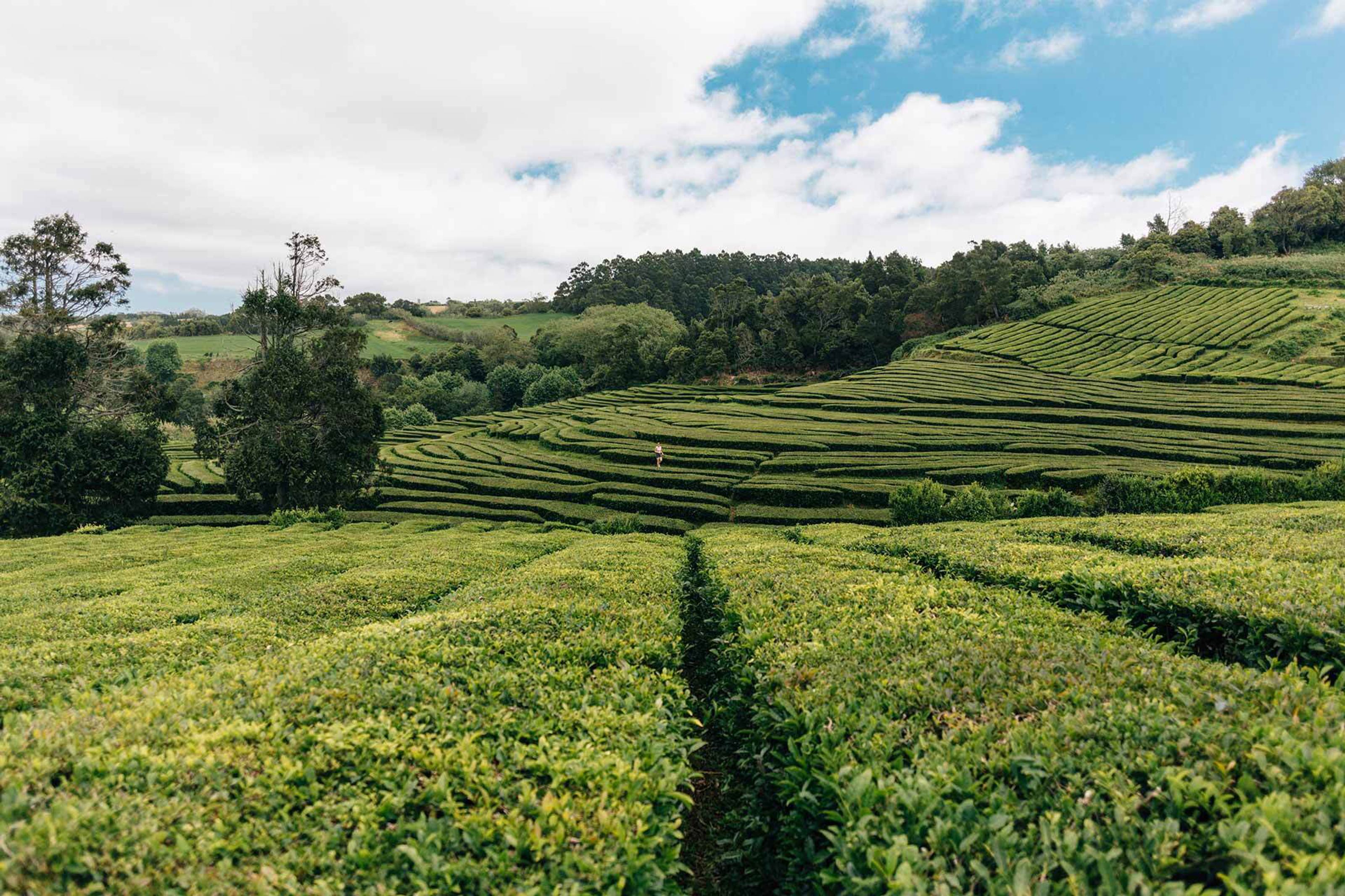 Azores 0060